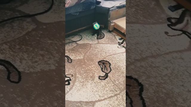 Когда хорёк в доме!))))) смотреть онлайн