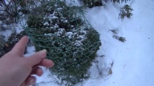 ЯНВАРСКИЕ ДЕЛА _ САД ДЛЯ ДУШИ В ЯНВАРЕ