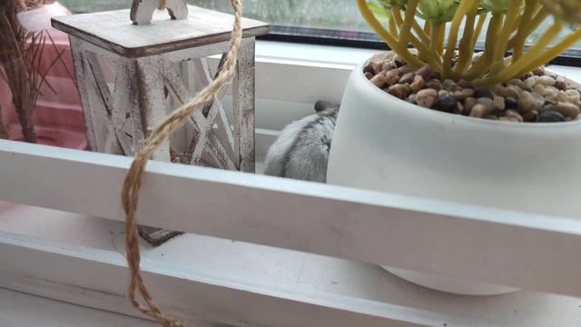 Хомяк бегает по подаркам смотреть онлайн