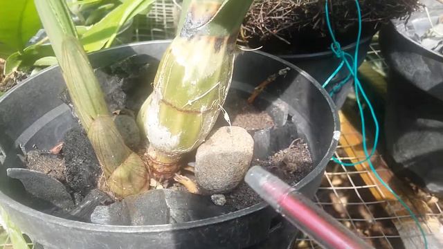 Eulophia petersii - African orchid - смотреть онлайн