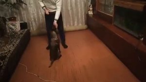 Дрессировка щенка Малинуа три месяца))