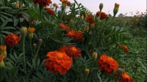 ЧОРНОБРИВЦІ    Віталій Козловський