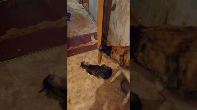 Непристойное предложение