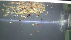 Как Гуппи рожает мальков. Нерестовик для мальков живородящих рыб