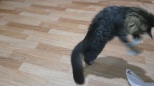 Маленькая кошка. Бесплатная игрушка для кошки кота