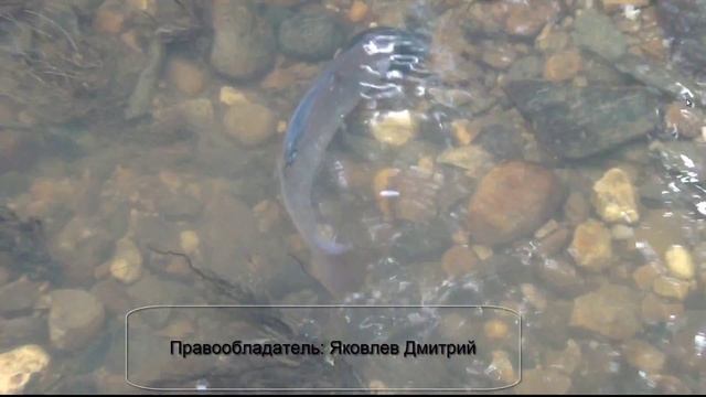 Рыбалка на хариуса / Как отличить самочку хариуса от самца в глухой тайге смотреть онлайн