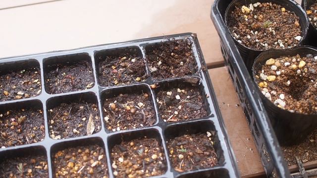 SUB《3月中旬のガーデニング》ゼラニウムの剪定❀アカシアのポット上げ❀花の様子《T's Garden》 смотреть онлайн