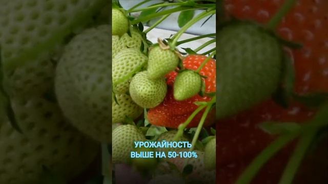 Выращивание клубники в туннелях на "table top". Плюсы и минусы