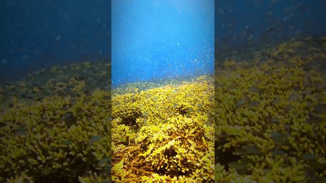 The Japanese Wreck, Amed, Bali, Indonesia