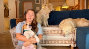 Как стричь когти собаке?