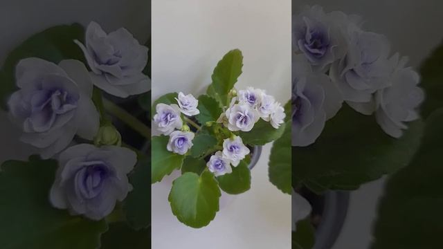 Optimara little moonstone смотреть онлайн