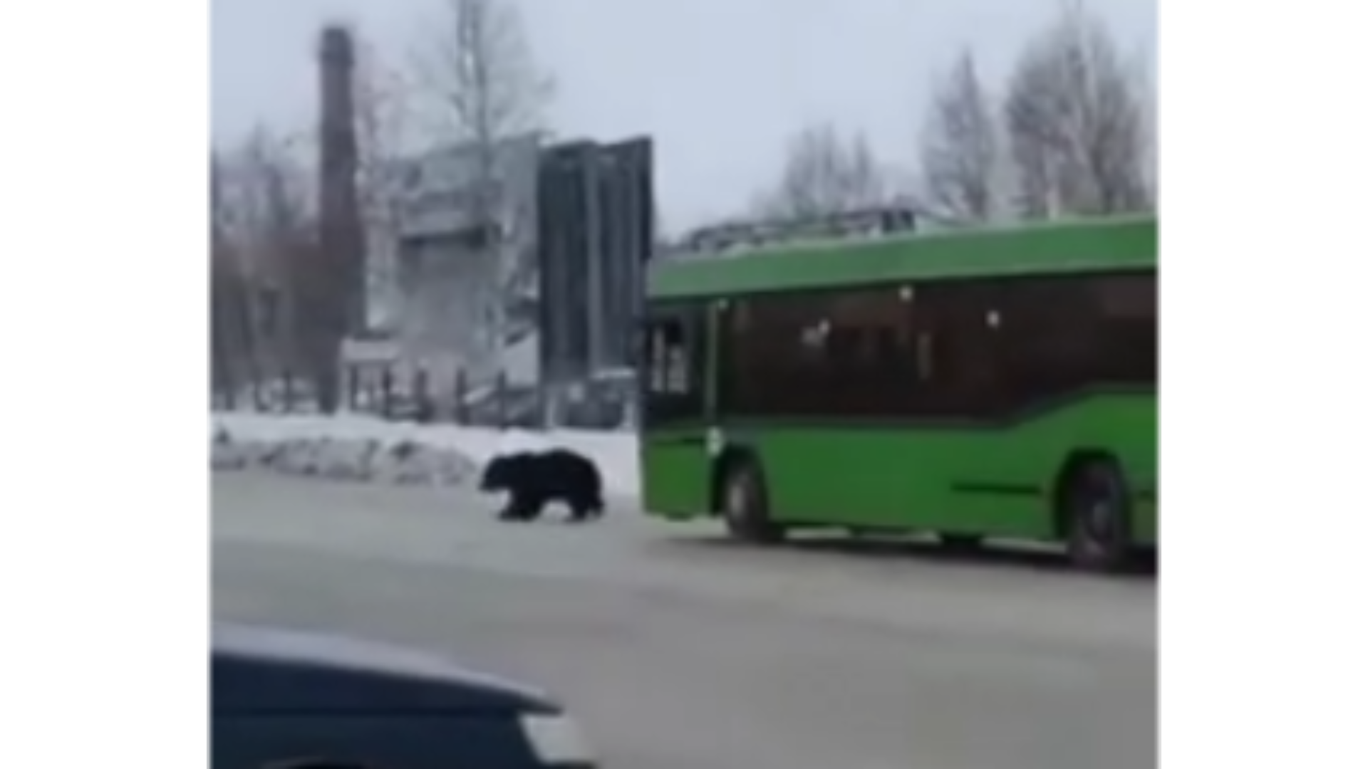 Автобус спас ямщики расписание. Медведь в городе. Автобус спас Деменск Киров. Медведь в Волоколамском районе. Русские медведи автобус.