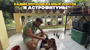 Садим Опунции разных сортов и Астрофитумы