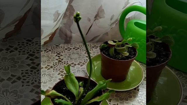 Мухоловка ,необычные растения