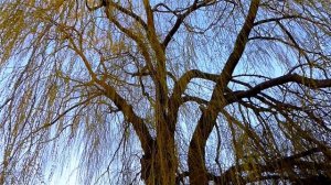 Футаж Весна. Красивая Ива. Распускающиеся Почки на Ветках Ивы. Весенняя Ива. Футажи для видеомонтаж