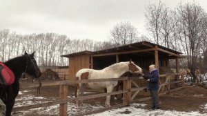 Тайны Шарыповского музея и любители рафинада в "Лошадином доме"