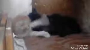 Котята мейкуны|большая кошка мама–Ксюша?