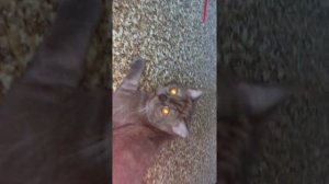 Как кот перенес кастрацию и как его лечить после этого