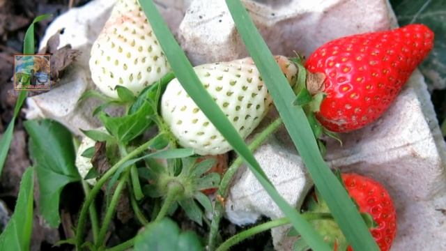 ПОСЛЕ ЭТОЙ ПОДКОРМКИ КЛУБНИКА ПЛОДОНОСИТ КАК СУМАСШЕДШАЯ ДО САМОЙ ОСЕНИ.ПРОВЕРЕННОЕ СРЕДСТВО. смотреть онлайн