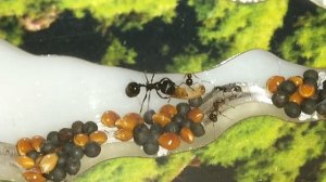 Муравьи.LIFE. Как поживает муравей- солдат