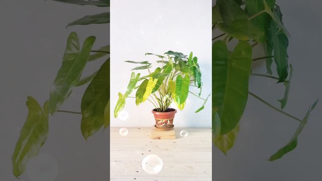 Philodendron Burle Marx planta de Interior y luz indirecta @mipequenoeden.shop Mi Pequeño Edén. Sho смотреть онлайн