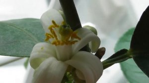 Лимон Пандероза (Киевский крупноплодный) в домашних условиях. Часть 4