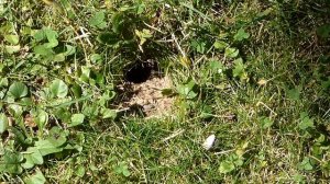 Гнездо шмелей.