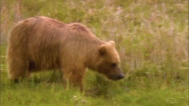 Медведь приходил на могилу человека и громко ревел. Узнав причину, люди заплакали! смотреть онлайн