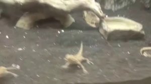 Круглоголовка вертихвостка и ушастая содержание питание