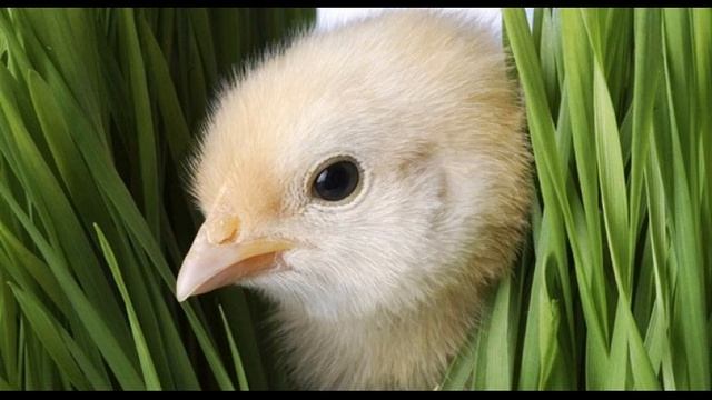 Николай Носов Веселая семейка На волю 17 смотреть онлайн