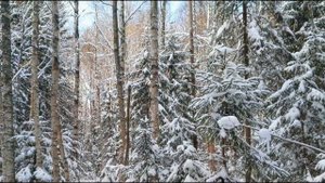 'Утро туманное, утро седое" Сл. И.С. Тургенев, Исп. Олег Погудин