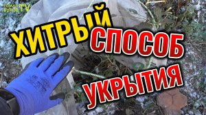 ХИТРЫЙ СПОСОБ УКРЫТИЯ РОЗ НА ЗИМУ / КАК УКРЫТЬ ОСЕНЬЮ РОЗЫ БЫСТРО И ЛЕГКО