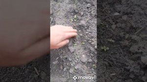 Почвенный гербицид на картофель. защита от сорняков.