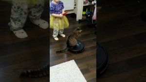 Кошка и робот пылесос | Робот пылесос | Cat vs Robot Vacuum