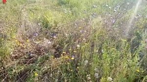 Заготовка сена на зиму,для кроликов