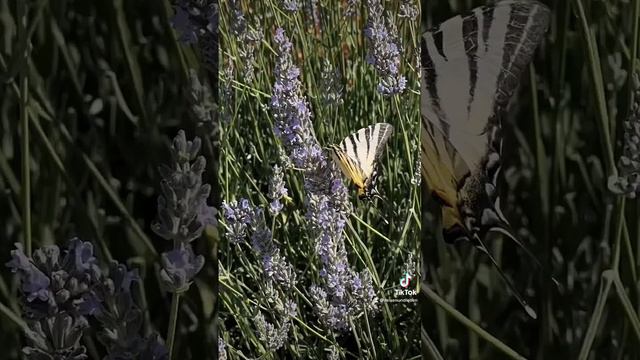 Segelfalter auf Lavendel Reisen und Leben Reisefotografie & Fotoreise 📸🗺☀️ #lavendel