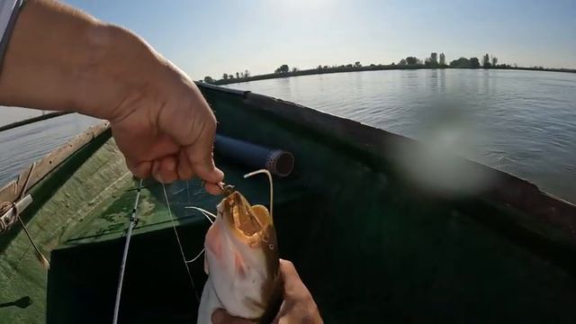 2023 год, с. Вышка, Астраханская область / мой первый сом. Рыбалка на сома на саранчу, судак. смотреть онлайн