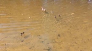 Утиное семейство / Семейство патици / Duck family