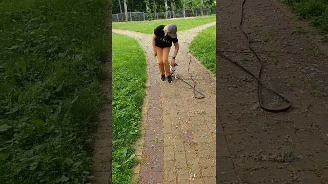 ДЖЕК РАССЕЛ ТЕРЬЕР ЧЕСТЕР  отрабатывает выдержку и подзыв