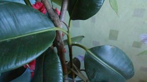 ФИКУС. Обрезка  и размножение.