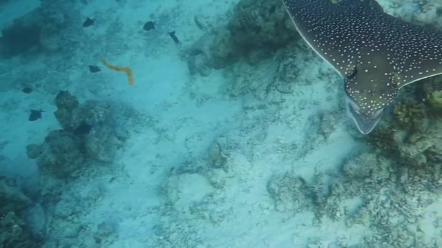 21 09 Maldives eagle rays