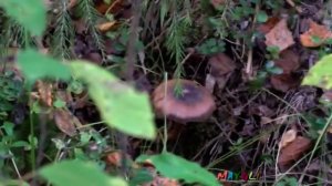 Грибы разные в лесу Березки.