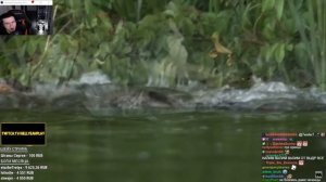 Hellyeahplay смотрит: Змеи и Даже Крокодилы Боятся Этого Зверя