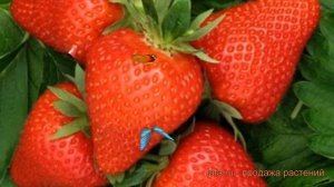 Земляника садовая Априка (fragaria aprica) ? обзор: как сажать, рассада, саженцы земляники Априка