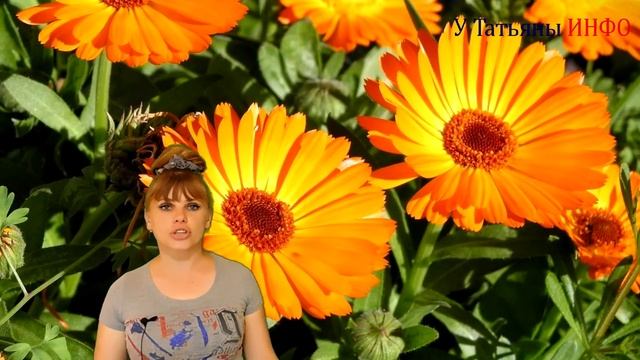 Как бороться со слизнями и улитками. Эффективные способы борьбы со слизнями! смотреть онлайн