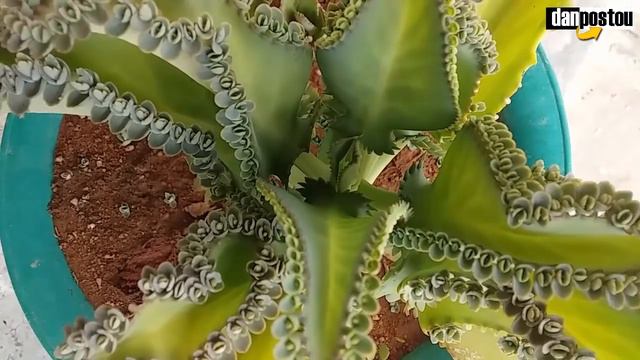 URGENTE: Nunca tome ARANTO ANTES VER ESTE VÍDEO. JÁ TOMOU? Never take ARANTO BEFORE WATCHING смотреть онлайн