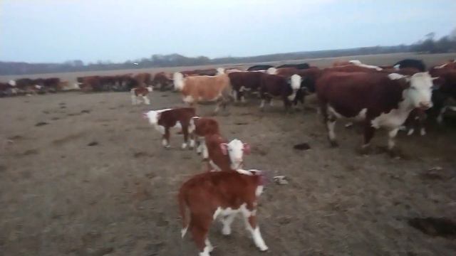 ГЕРЕФОРДСКОЕ СЧАСТЬЕ. 31 Марта 2019 года. Ооо Дик Калужская область. #дикфарм #dikfarm