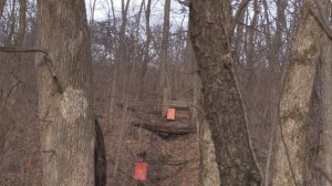 Crosman Pumpmaster 760 Classic  Shooting at 50 Yards