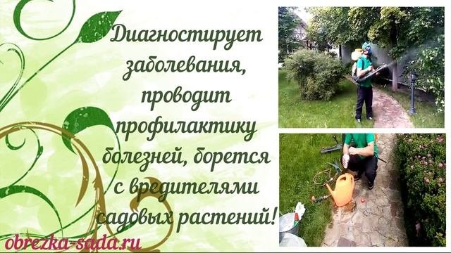 Обрезка деревьев на участке
