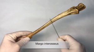 Локтевая кость - Ulna, курс нормальной анатомии (мобильное приложение "Учи Анат")